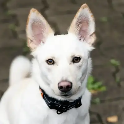 Ivy – Deutscher Schäferhund – Bild 5