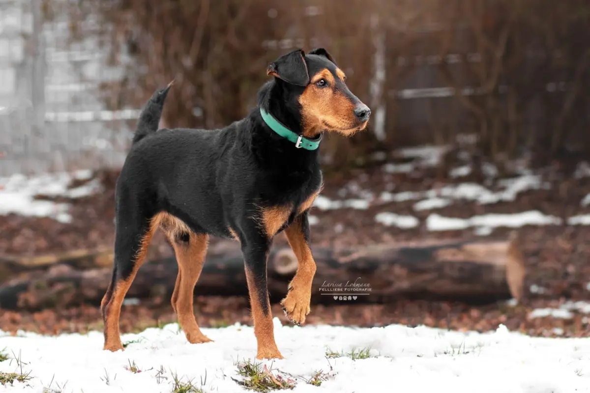 Rudi -  - Bild 1