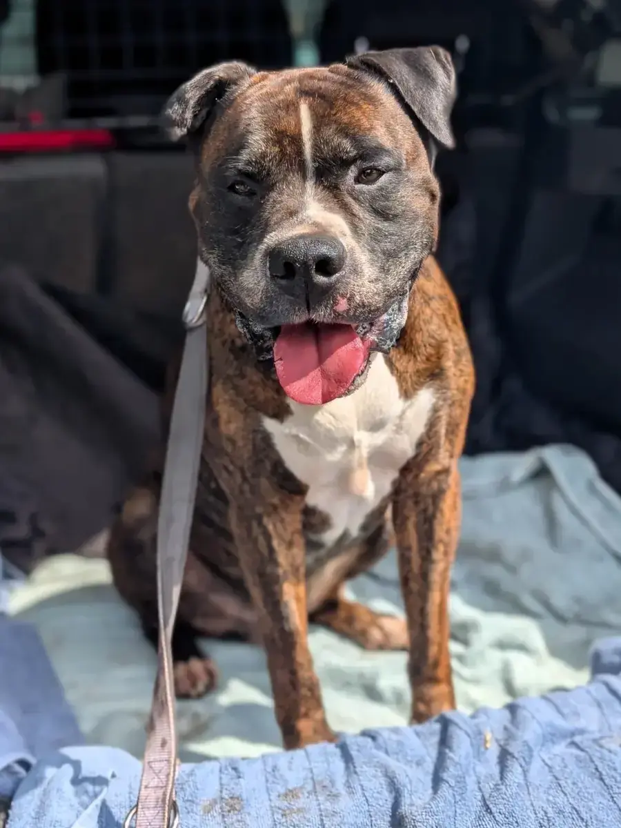 Oskar - Deutscher Boxer - Bild 2