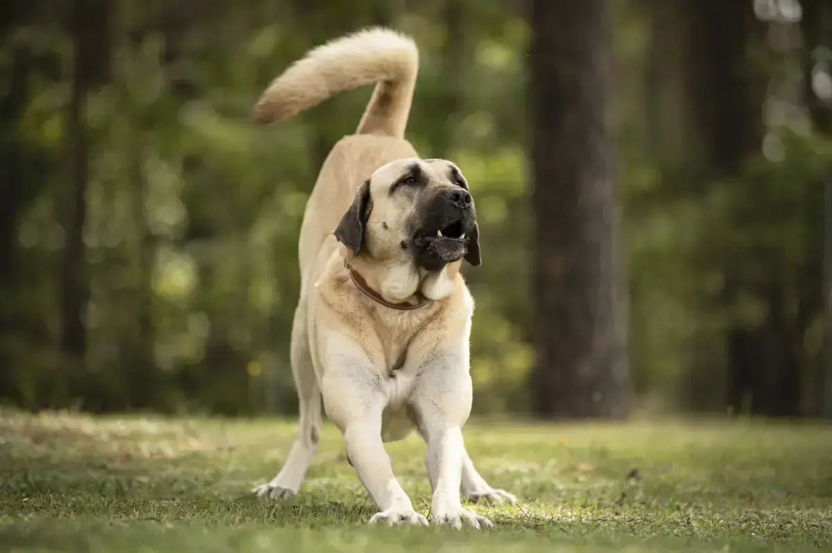 Herbert - Kangal-Hirtenhund - Bild 4