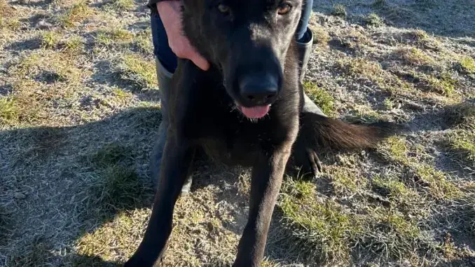 Mina - Deutscher Schäferhund - Bild 1