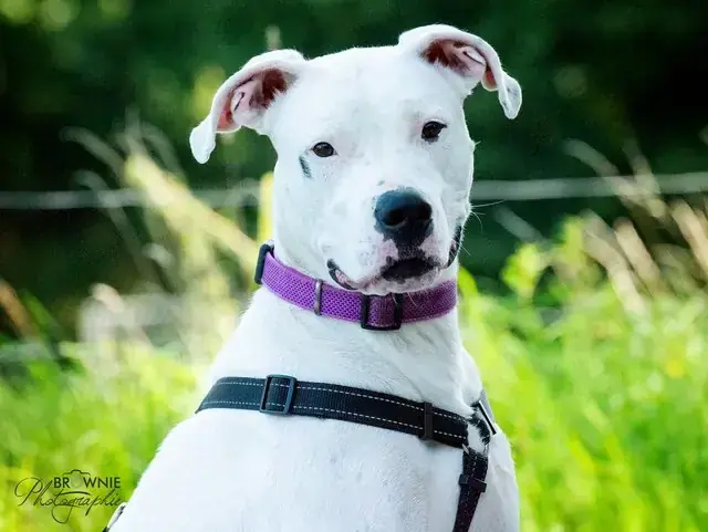 Bonny - Dogo Argentino - Bild 19