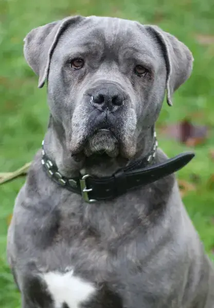 Pablo -  - Bild 1
