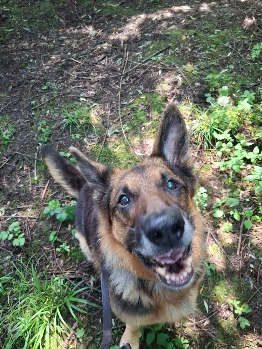 Aaron - Deutscher Schäferhund - Bild 7