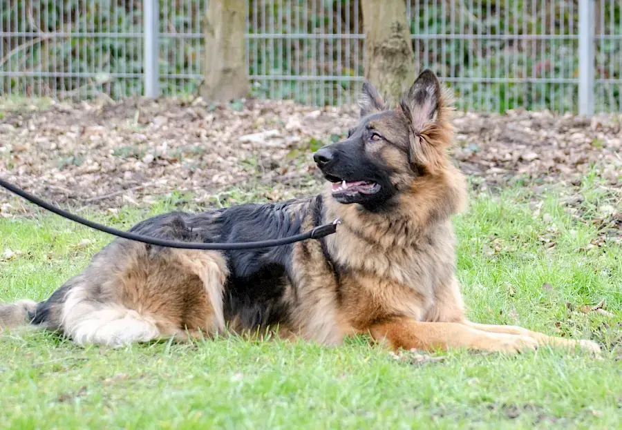 Henry - Deutscher Schäferhund - Bild 5