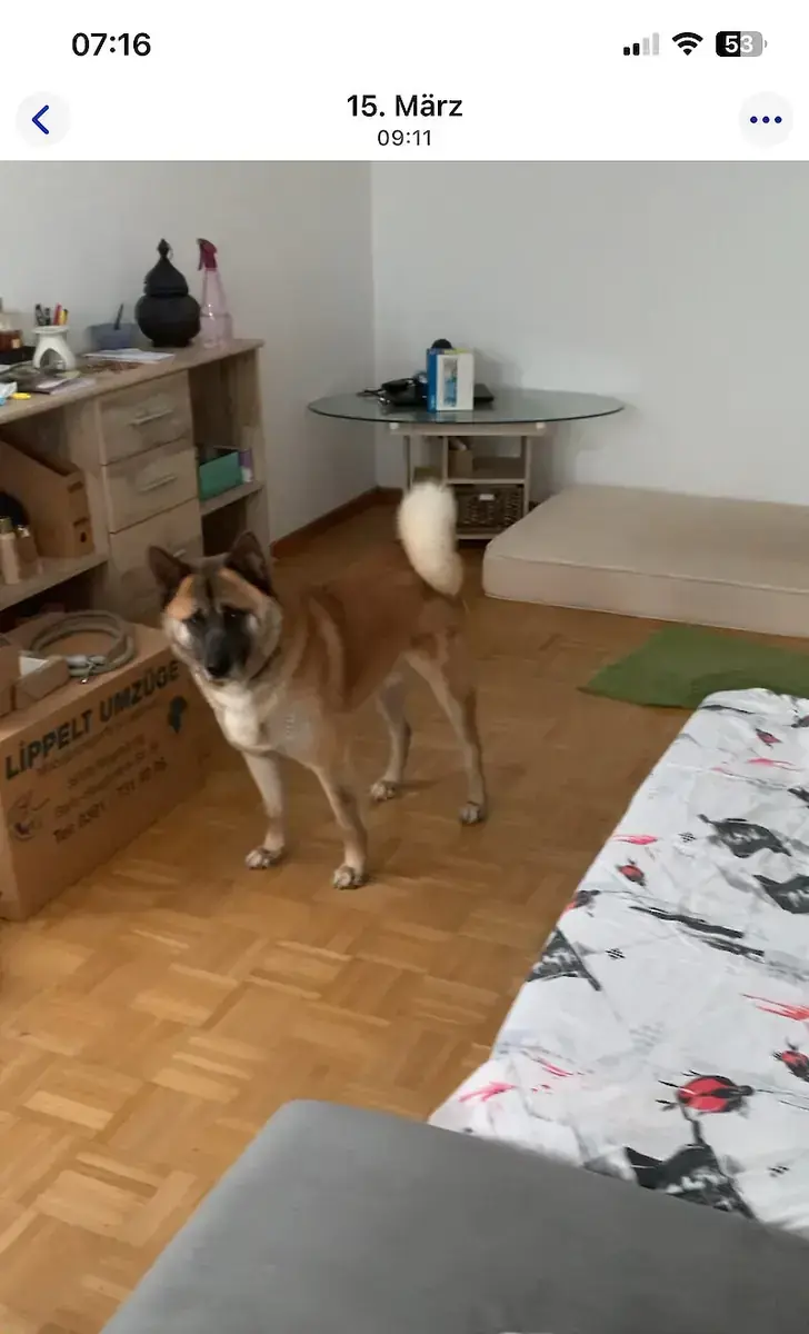 Rex -  - Bild 5