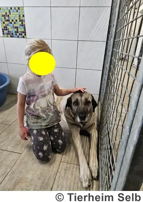 Kangal-Hirtenhund Naz