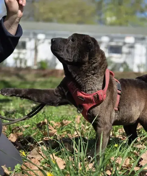 Momo - Shar-Pei - Bild 1