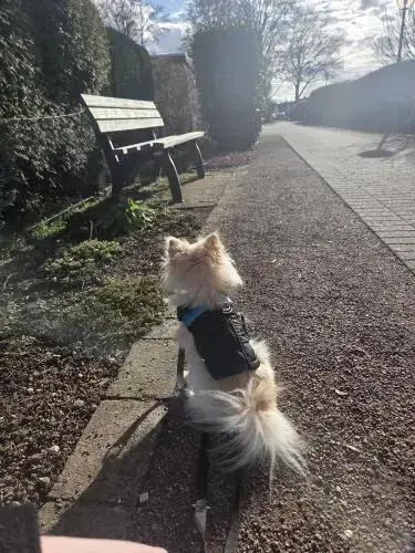 Elli & Merci - Chihuahua - Bild 2