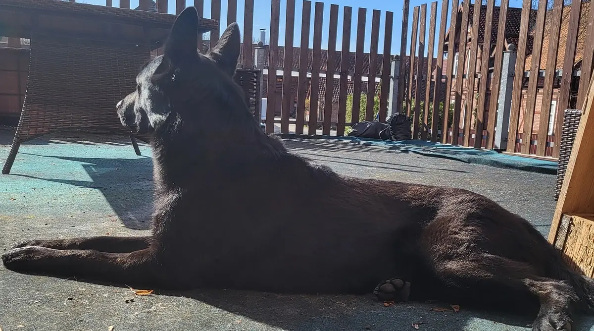 Kuroo - Deutscher Schäferhund - Bild 7