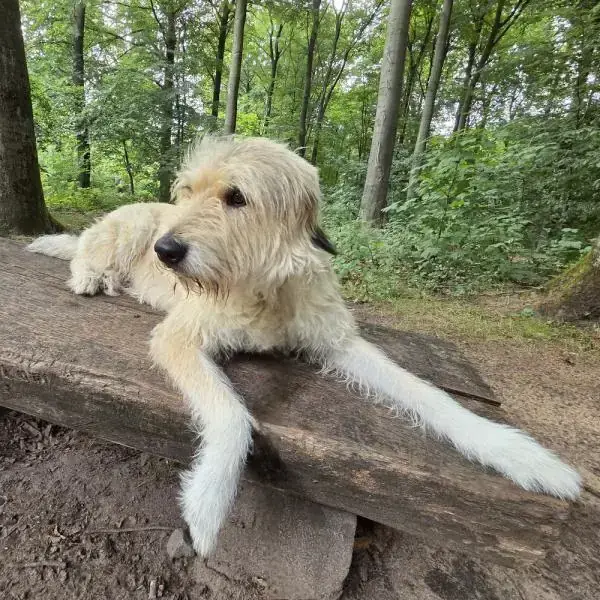 Fina -  - Bild 3
