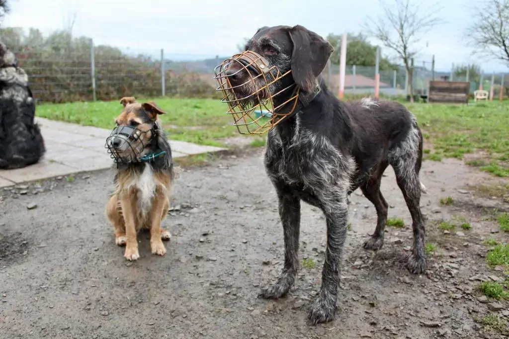 Goofy -  - Bild 5