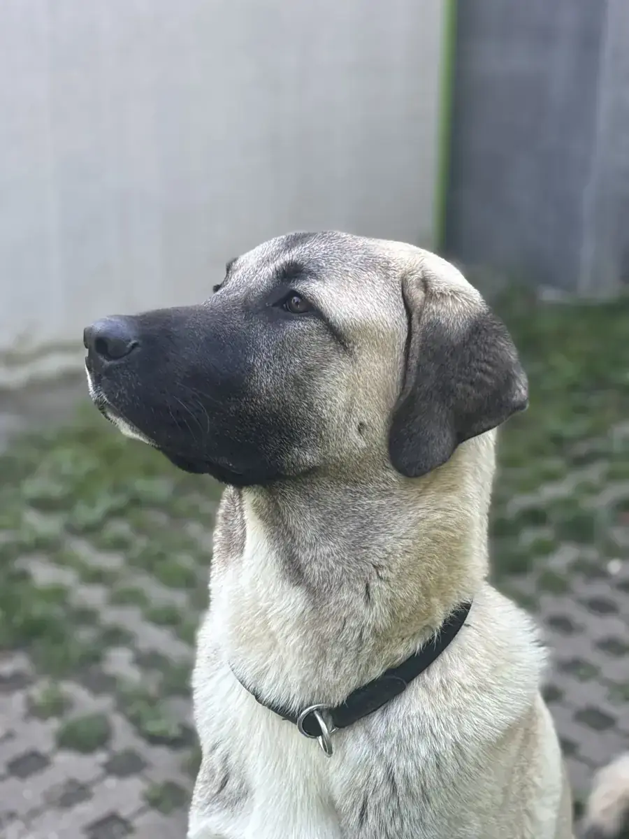 Junis - Kangal-Hirtenhund - Bild 10