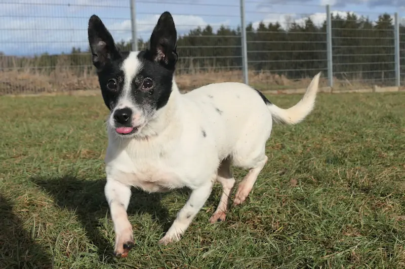Frida -  - Bild 3
