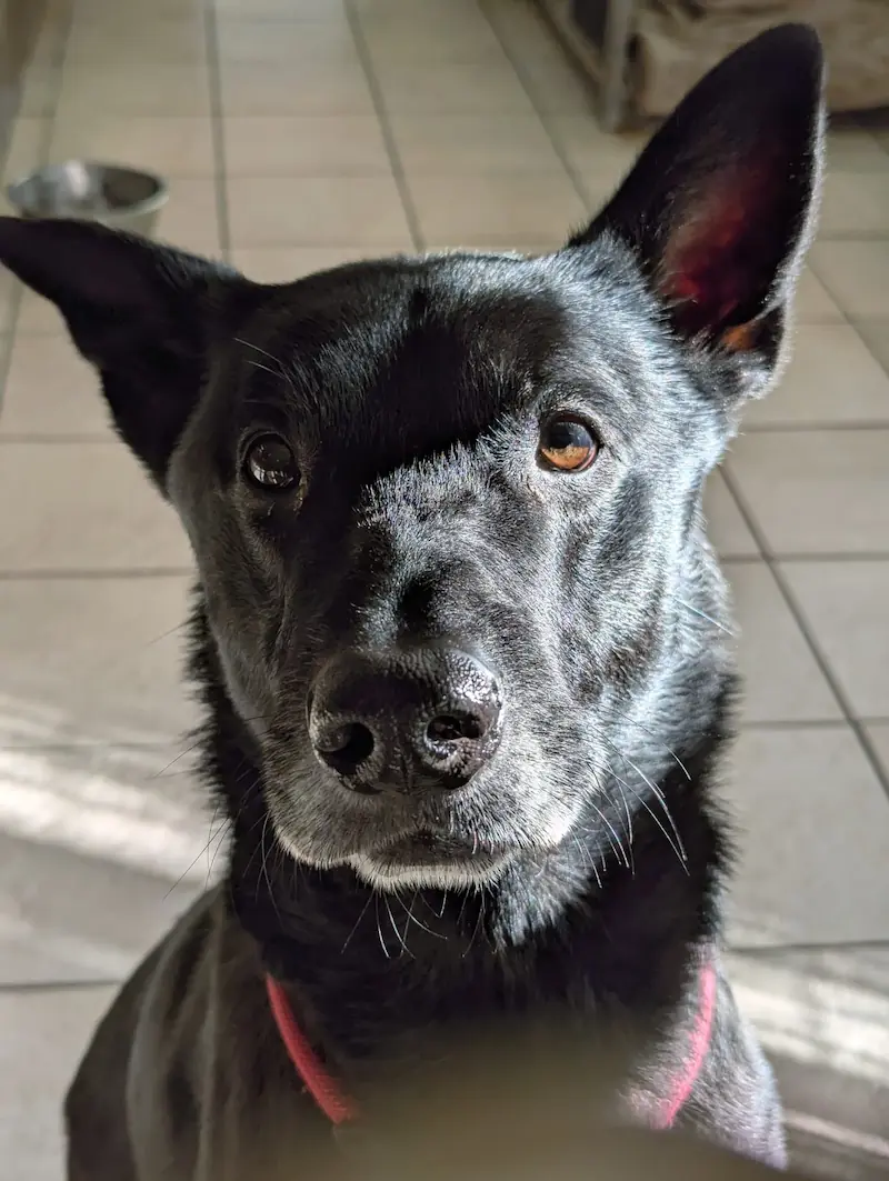 Tchibo - Deutscher Schäferhund - Bild 1