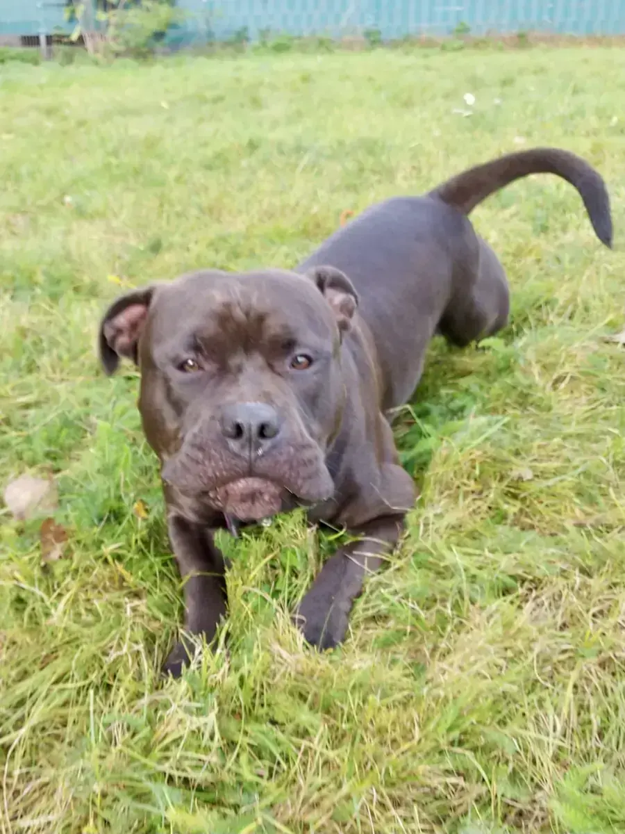 American Staffordshire Terrier Balou