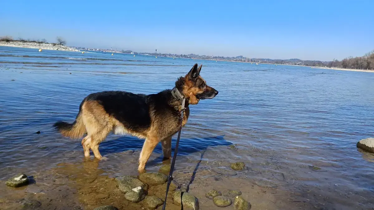 Aaron - Deutscher Schäferhund - Bild 3