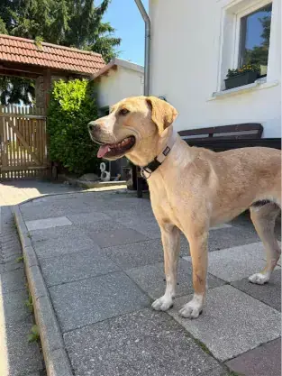 Luca – Mischling – Bild 2