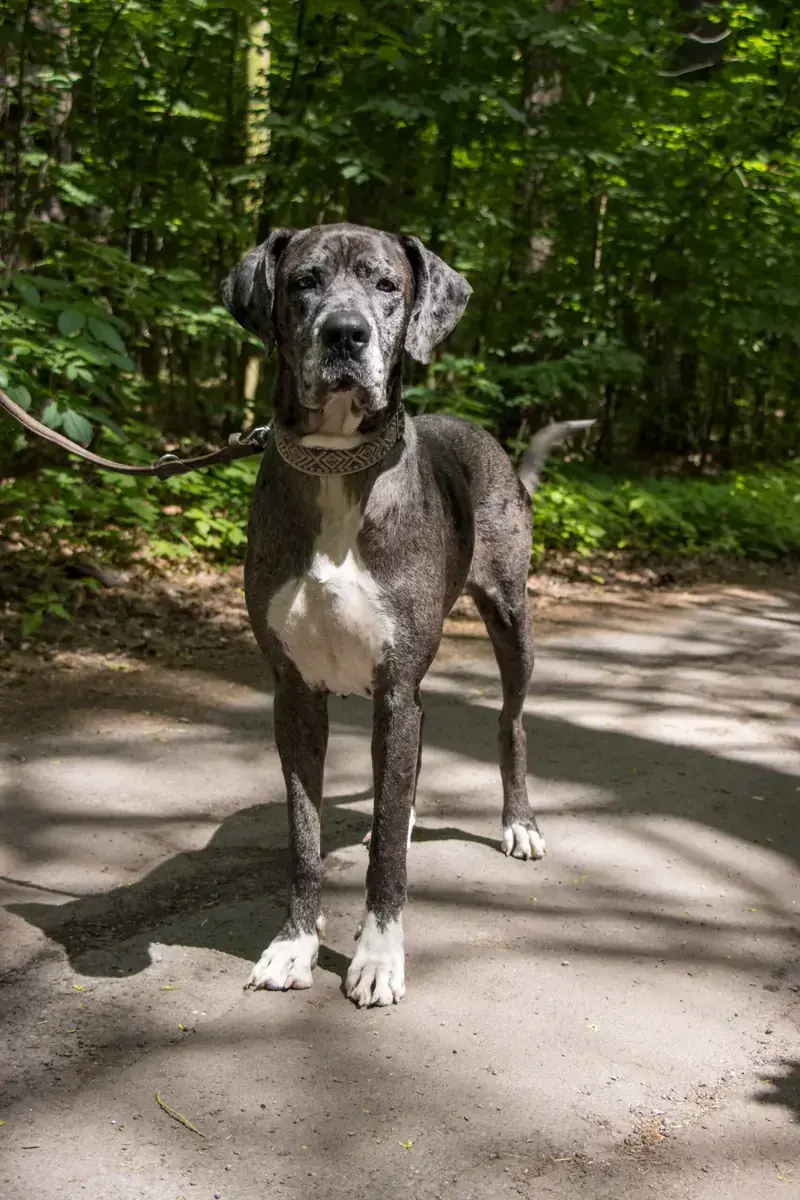 Vanja - Deutsche Dogge - Bild 2