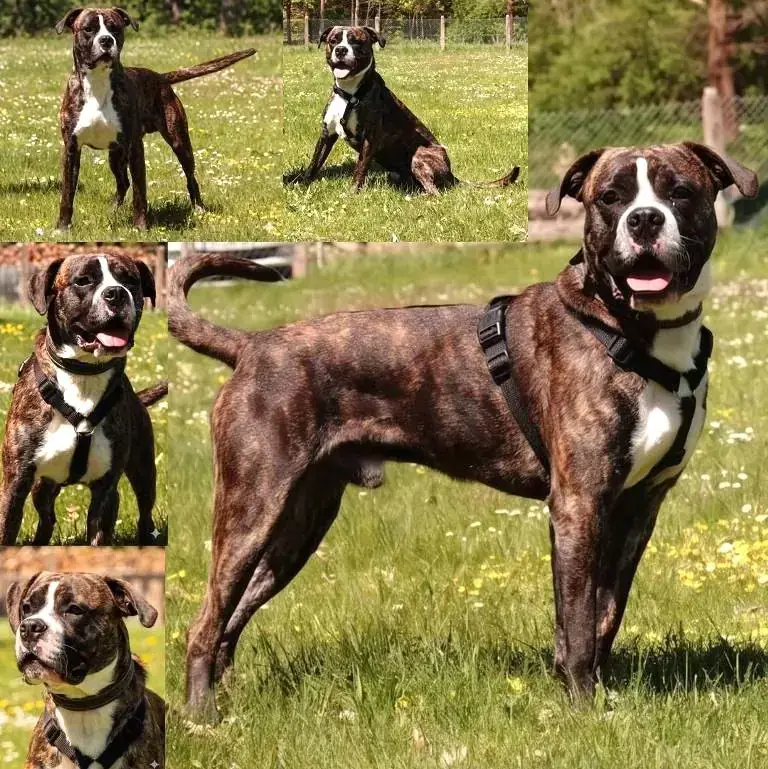 Emil - Deutscher Boxer - Bild 1