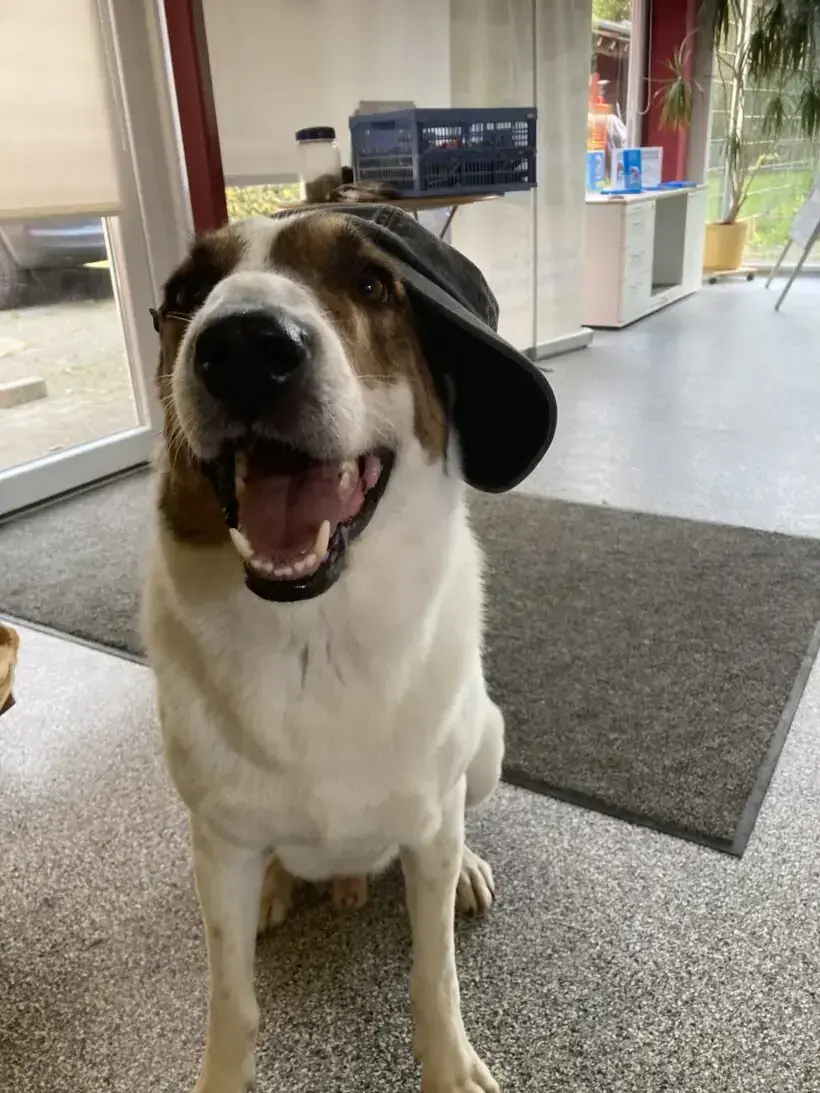 Jack -  - Bild 17
