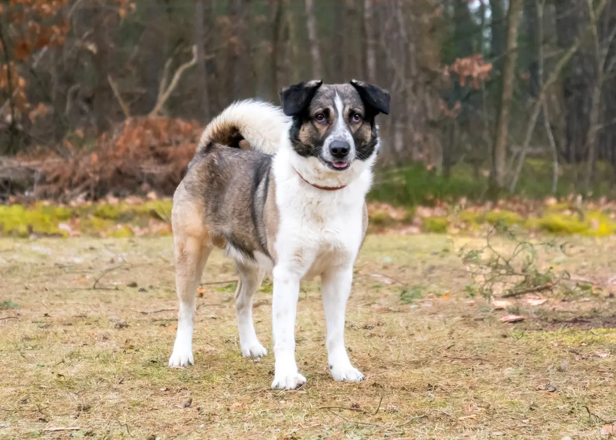 Kalle -  - Bild 3