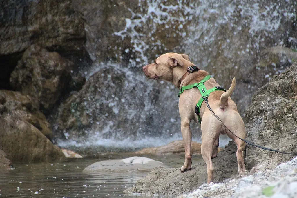 Ace - American Staffordshire Terrier - Bild 10