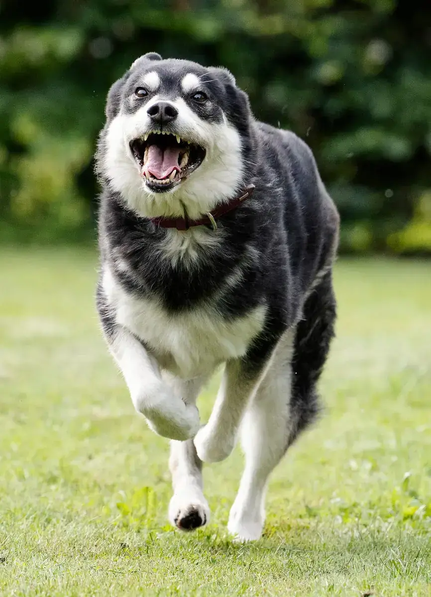 Müsli - Siberian Husky, Deutscher Schäferhund - Bild 4