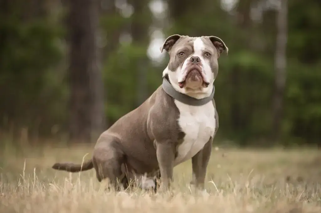 Buddy - Englische Bulldogge - Bild 1