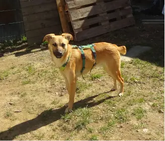 Finn -  - Bild 2