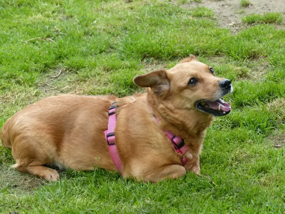 Toffee -  - Bild 4