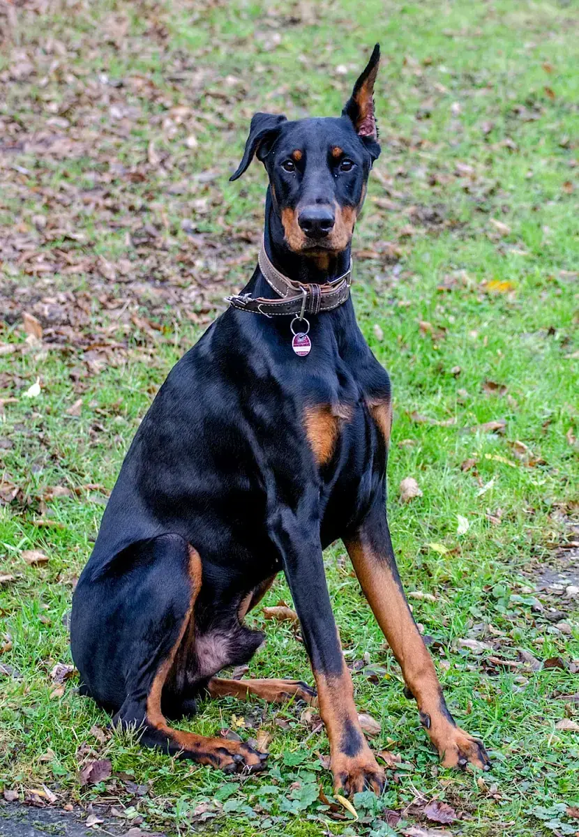 Ikarus - Dobermann - Bild 10