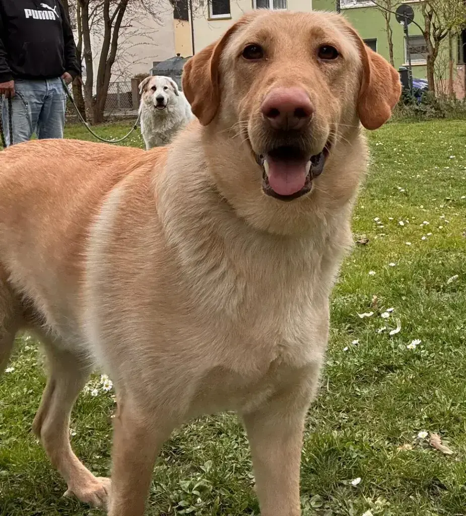Bobby -  - Bild 1