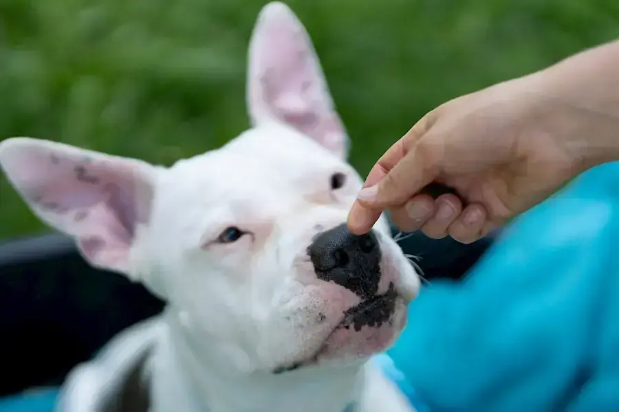 Apollo - American Staffordshire Terrier - Bild 16