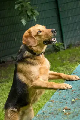 Balu – Deutscher Schäferhund, Beagle – Bild 3