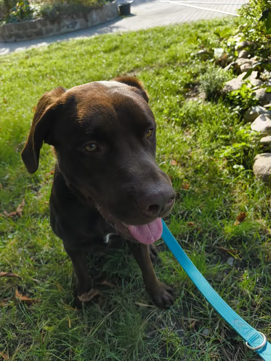 Tobi - Labrador Retriever - Bild 2