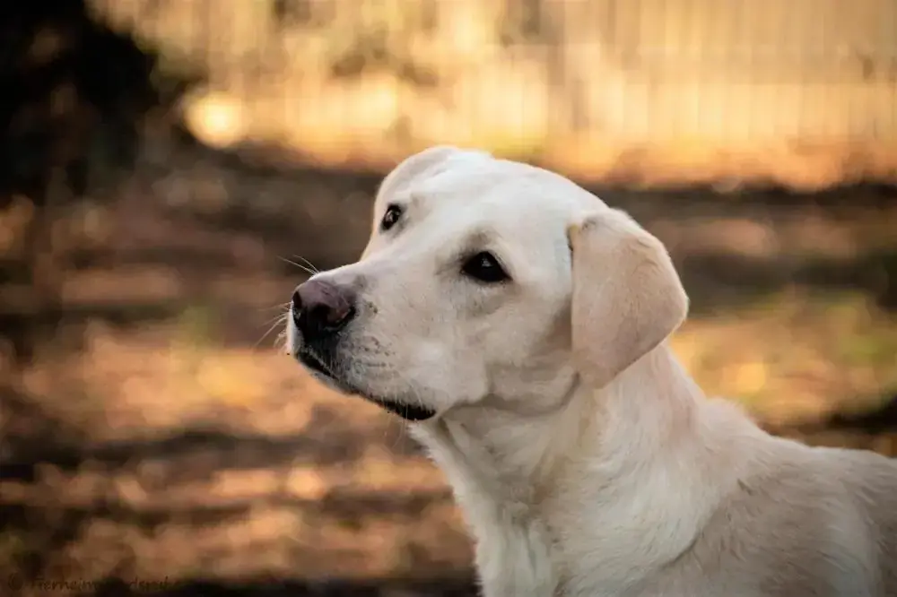 Felix - Labrador Retriever - Bild 1