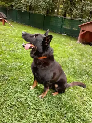 Bonzo – Deutscher Schäferhund – Bild 2