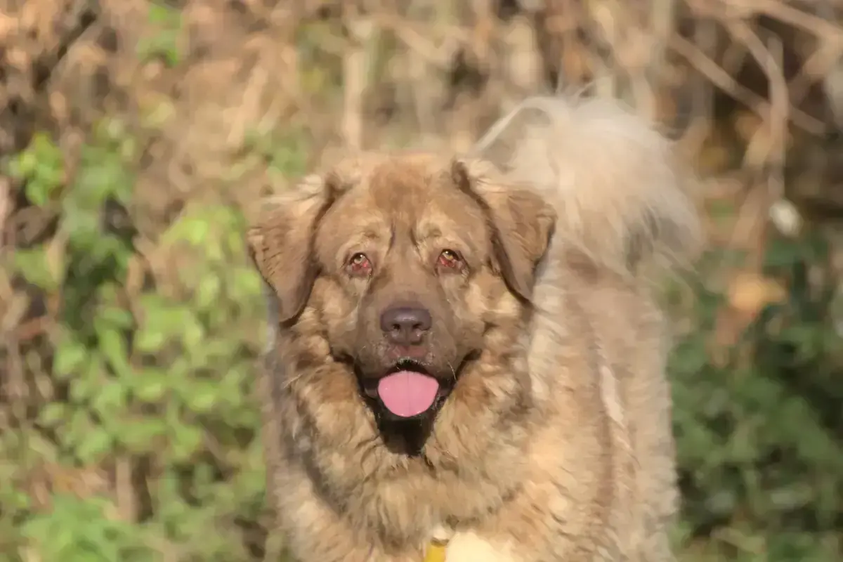 Samson – Hund – Bild 2