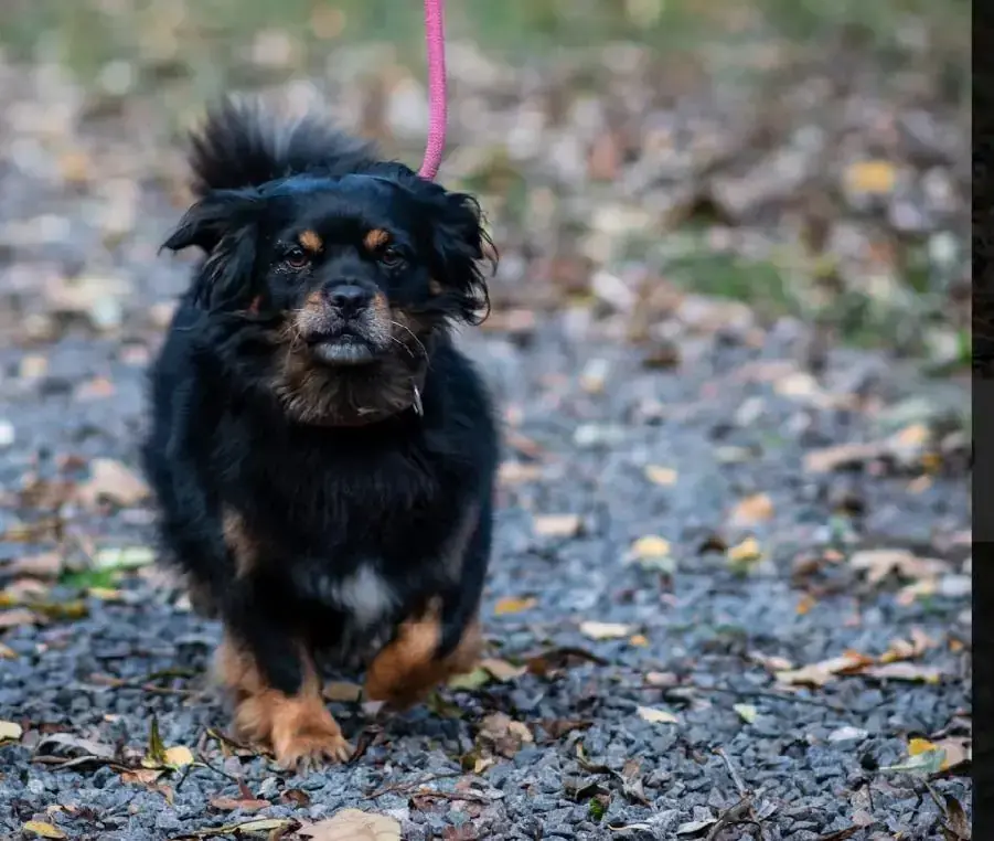 Kork - Tibet-Spaniel - Bild 2