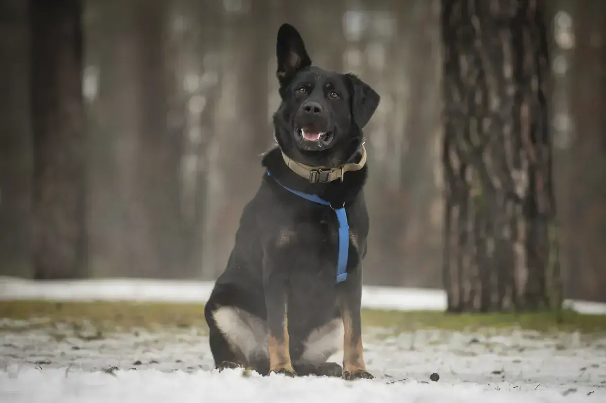 Henry -  - Bild 4