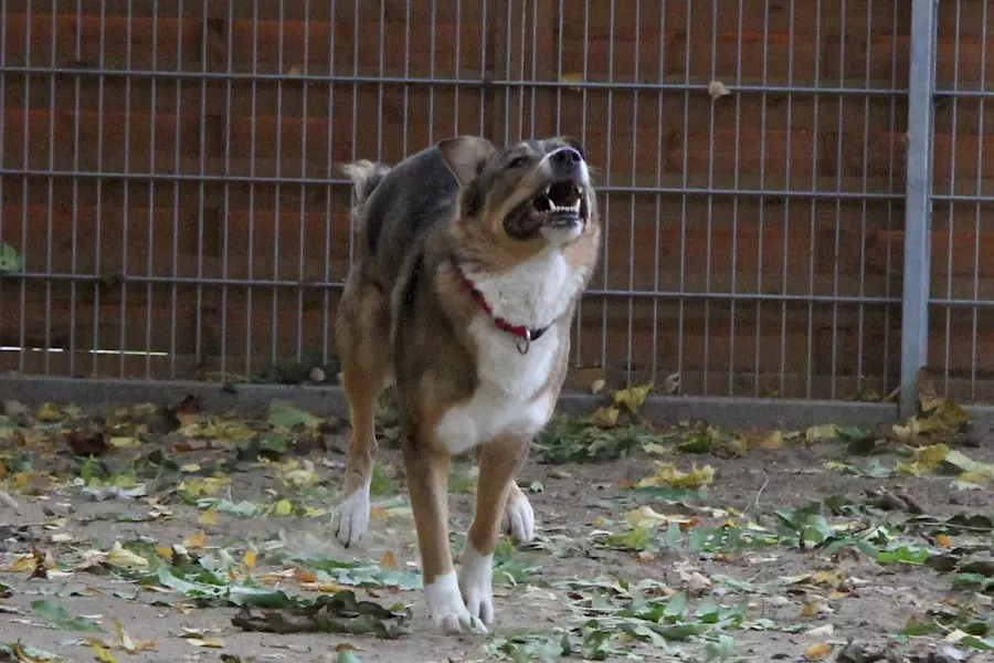 Amy - Deutscher Schäferhund - Bild 4