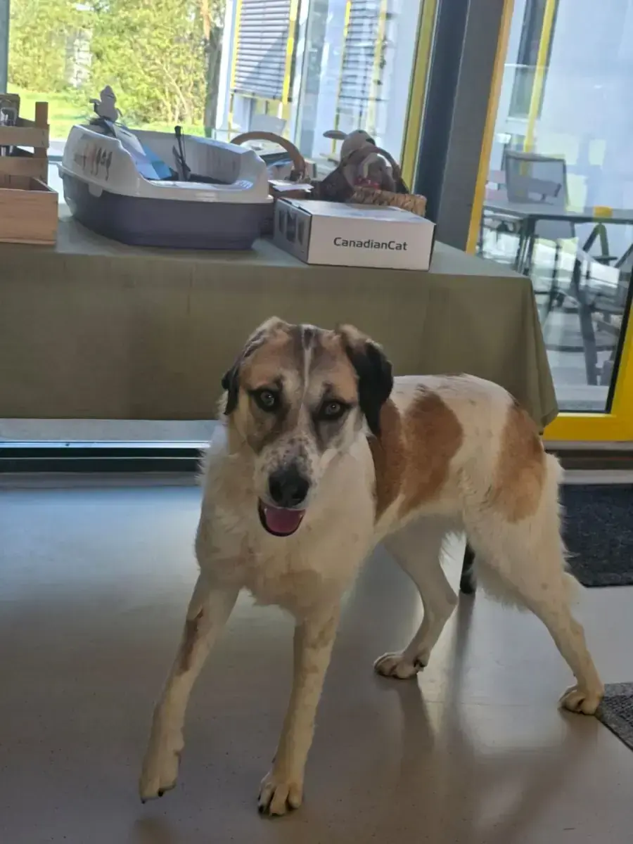 Mabel -  - Bild 2