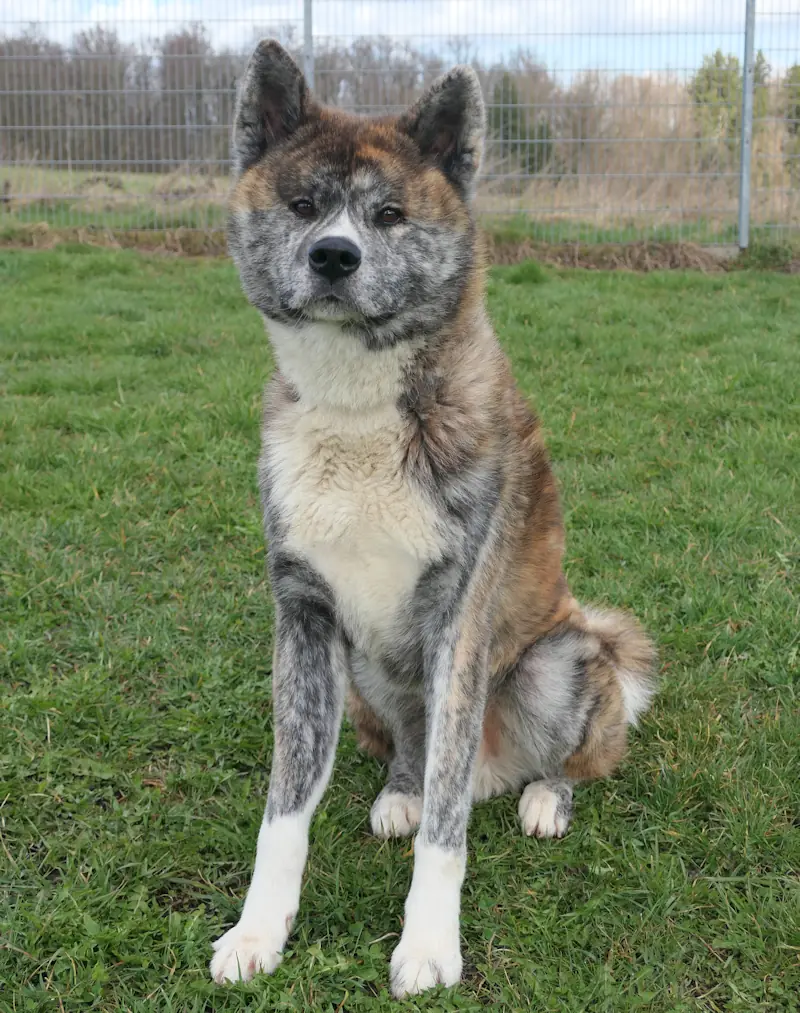 Ayuba - Akita - Bild 3