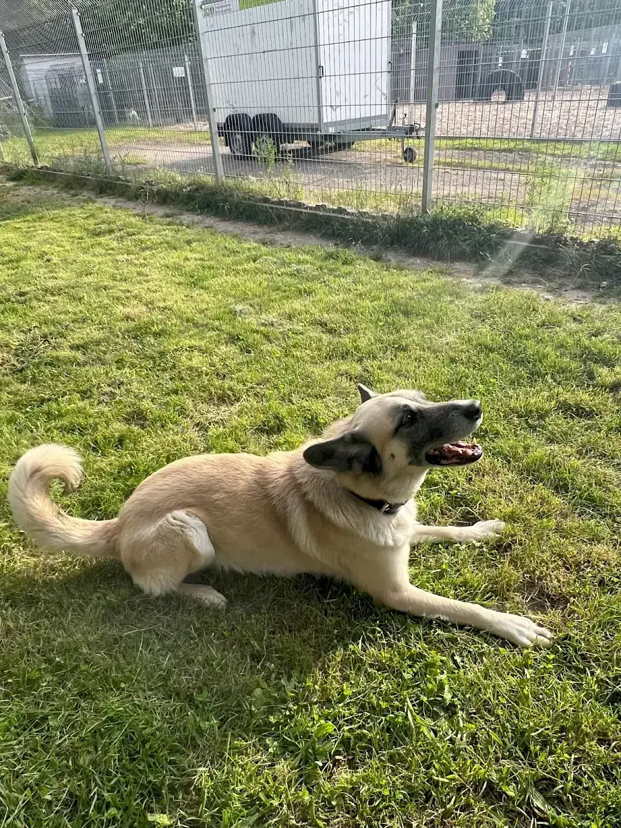 Chester - Deutscher Schäferhund - Bild 14