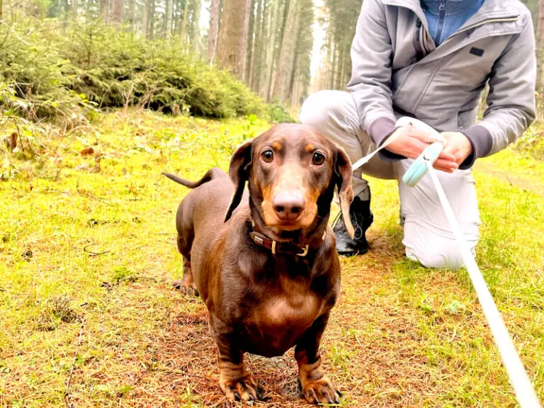 Rudi - Dackel - Bild 7