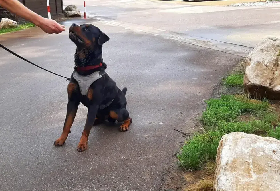 Amigo - Rottweiler - Bild 6