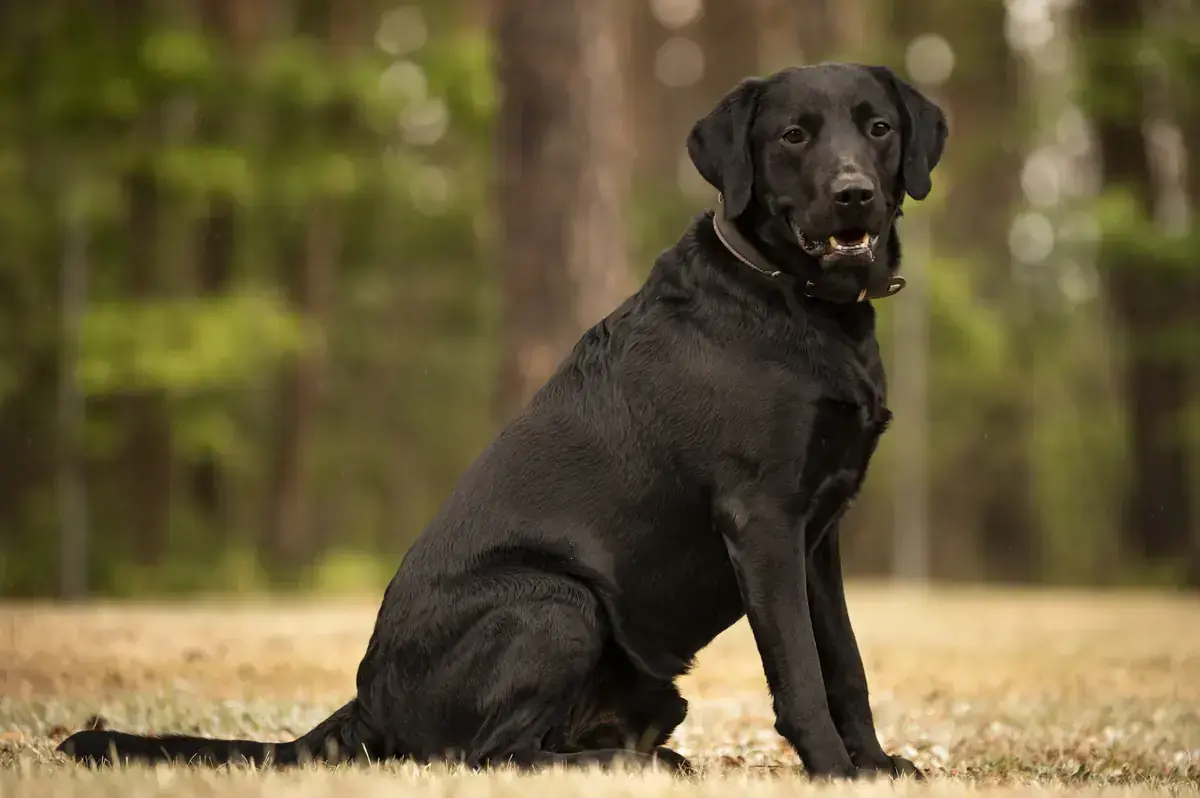 Maggeroni - Labrador Retriever - Bild 3