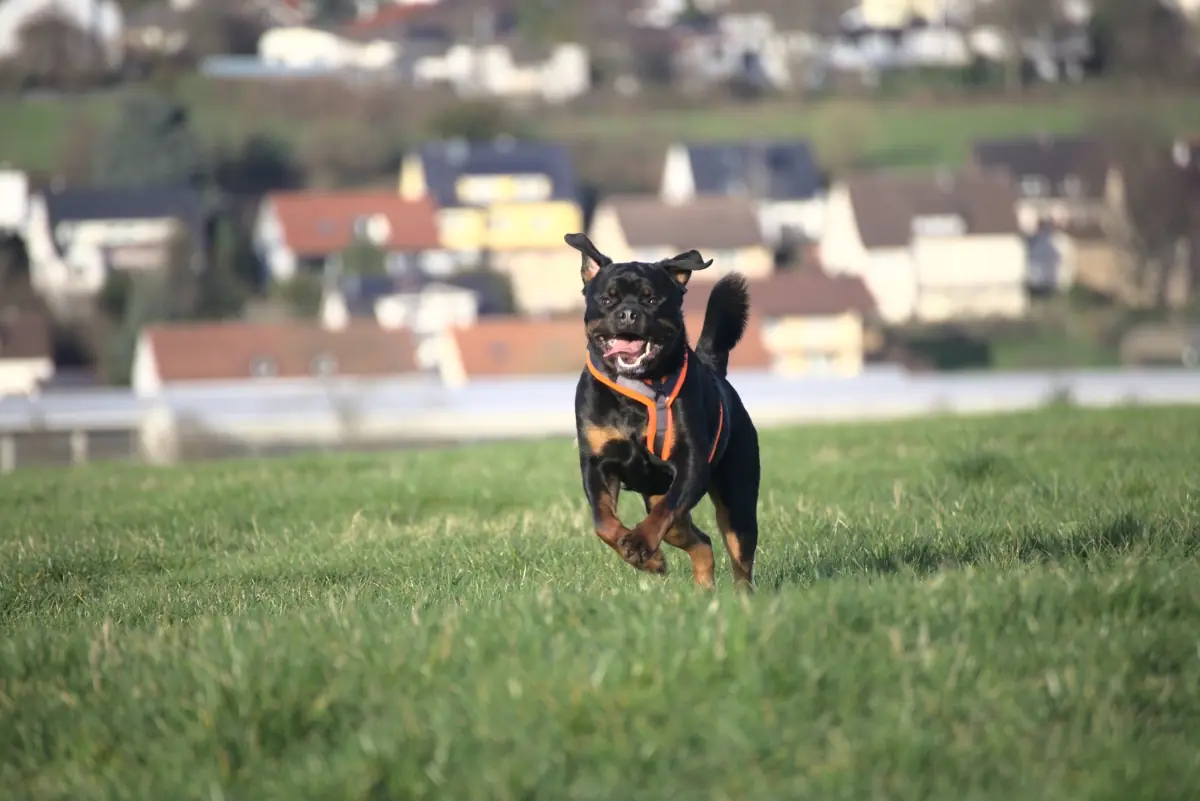Eick - Rottweiler - Bild 3
