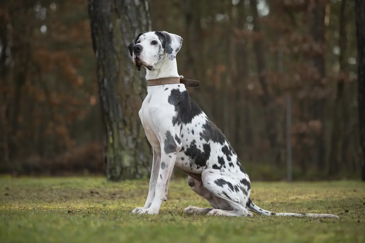Karl - Deutsche Dogge - Bild 4